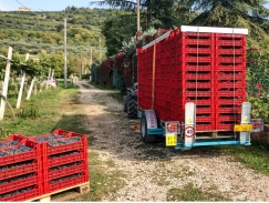 Jak zrychlit sklizeň v sadu a snížit manipulaci s ovocem